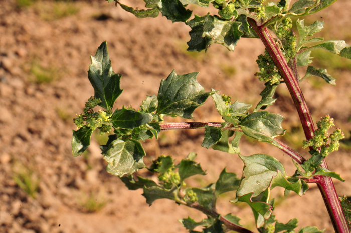 Nettleleaf Goosefoot is a forb or herb plant that grows upright or erect with several branches. The plants are mostly glabrous or young plants are sparsely farinose. Chenopodiastrum murale 